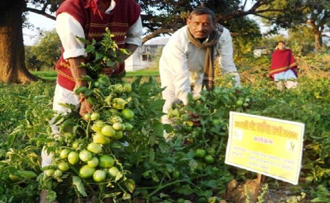 Tribal farmers with their enhanced production of tomato because of input and training given by GSS.